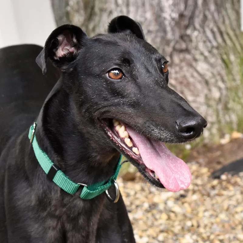 An adult large-sized male Greyhound dog named Cushie for adoption in Ware, MA