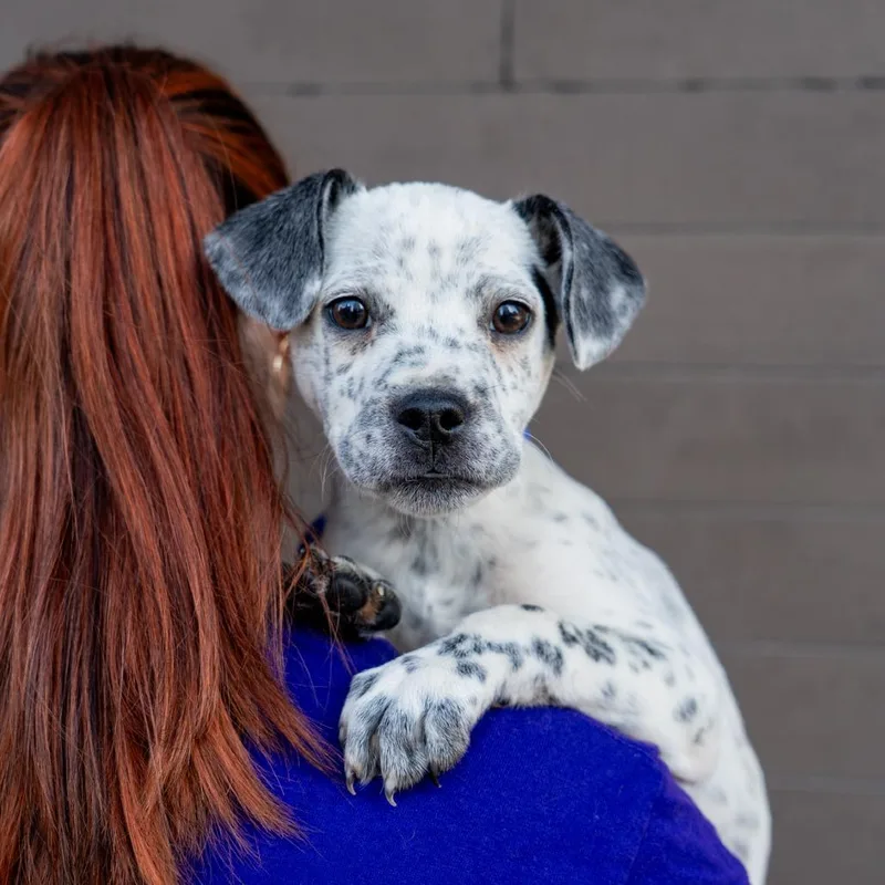 A baby medium-sized female Cattle Dog dog named Nokia for adoption in New York, NY
