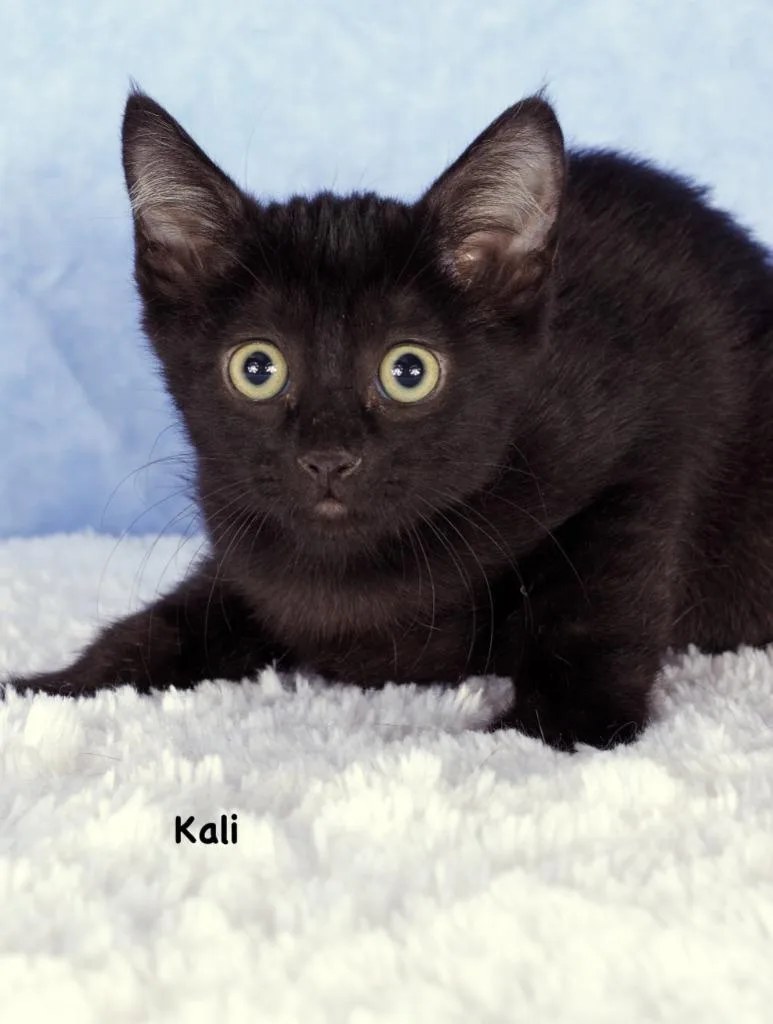 Kali