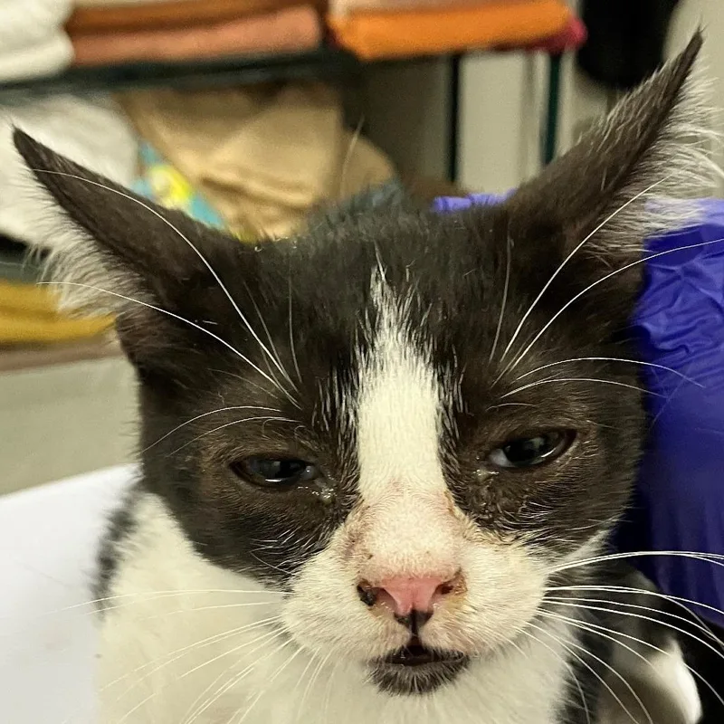 A baby small-sized male Black Domestic Short Hair cat named Luke for adoption in Las Cruces, NM