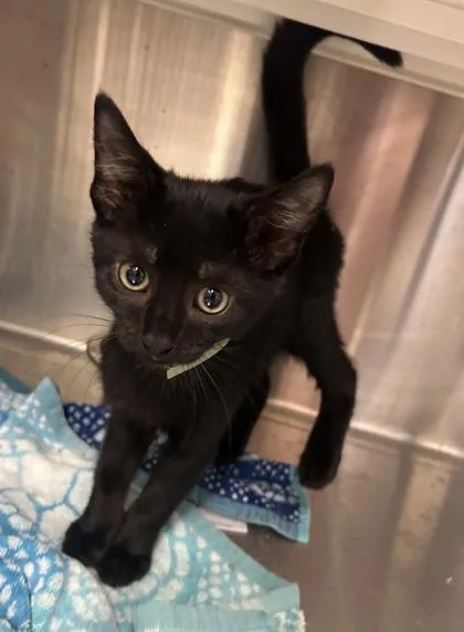 A baby small-sized female Domestic Short Hair cat named Elvira for adoption in Cincinnati, OH