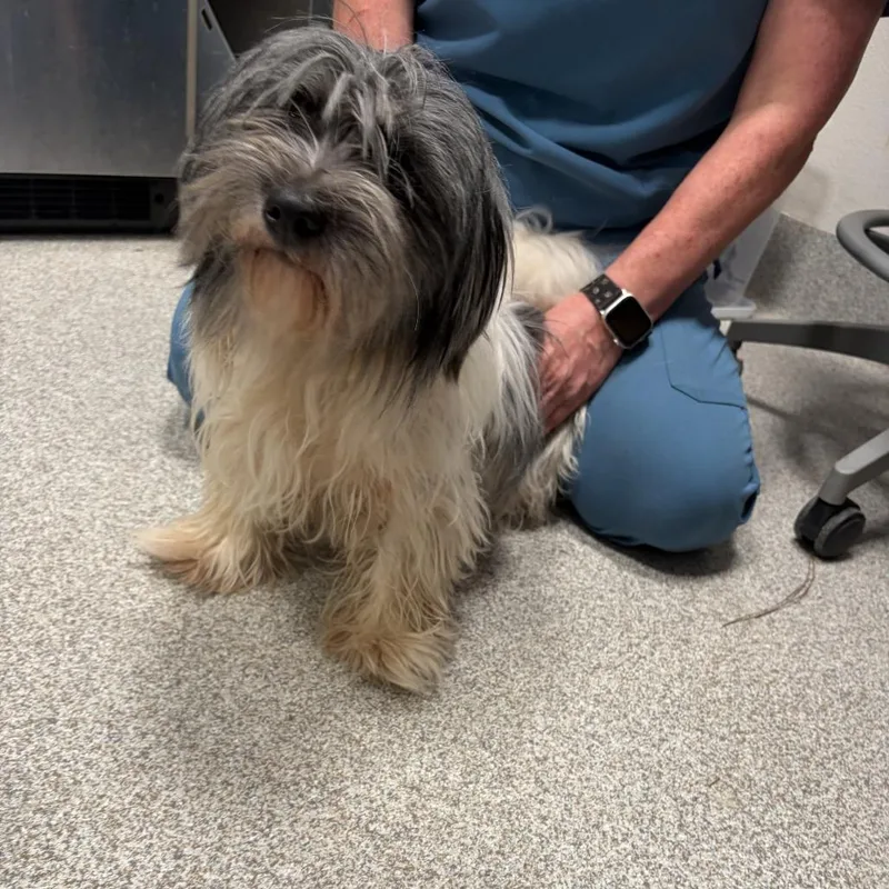 An adult small-sized female White / Cream Shih Tzu dog named Zira for adoption in Englewood, FL