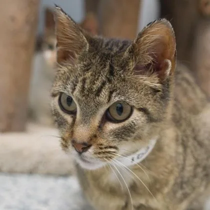 An adult small-sized female Domestic Short Hair cat named Wheat for adoption in Verona, WI