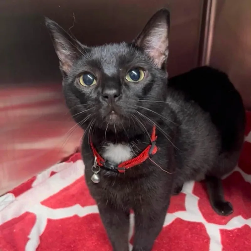 An adult medium-sized male Black Domestic Short Hair cat named Koa for adoption in Indianapolis, IN