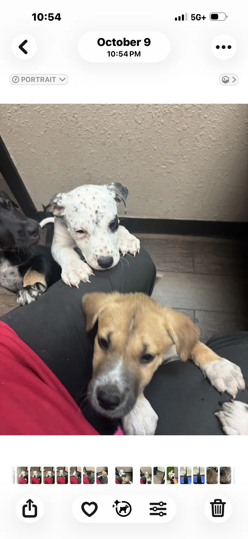 A baby medium-sized female Dalmatian dog named Ms.Spot for adoption in Fort Worth, TX