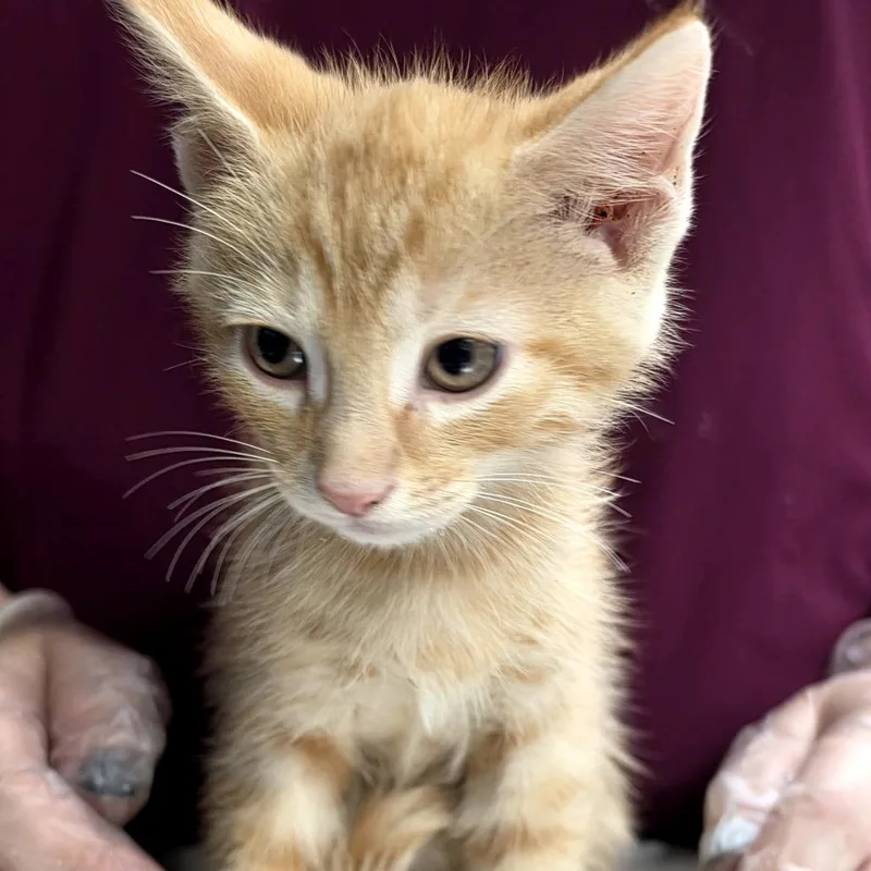 A baby small-sized male Orange / Red Domestic Short Hair cat named Plaid for adoption in Newark, NJ