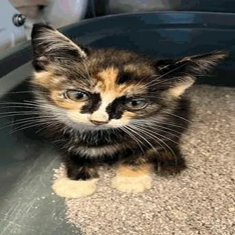 A baby small-sized female Calico Domestic Short Hair cat named Juicy for adoption in New York, NY
