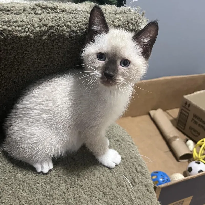 A baby small-sized male Seal Point Snowshoe cat named Venus for adoption in Wichita, KS