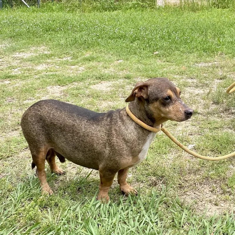An adult small-sized male Brown / Chocolate Dachshund dog named Taylor for adoption in Spokane, WA