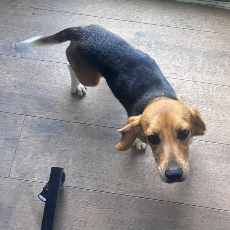 A young small-sized female White / Cream Beagle dog named Teeny for adoption in LOXAHATCHEE, FL