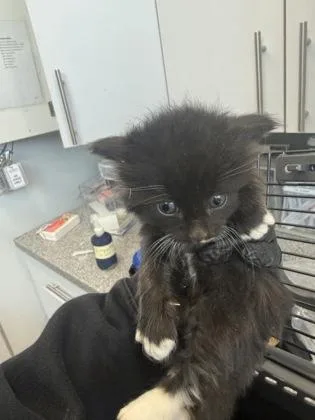 A baby small-sized male Domestic Short Hair cat named Bumble for adoption in West Chester, PA