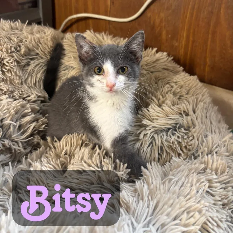 A baby small-sized female Domestic Short Hair cat named Bitsy for adoption in Hillsboro, OH