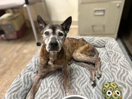 A senior medium-sized female Mixed Breed dog named Sally for adoption in Gainesville, FL