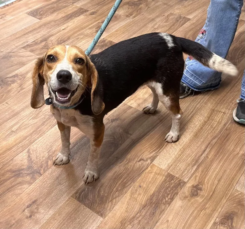 An adult small-sized female Beagle dog named Bonnie Looking for a for adoption in Conway, SC