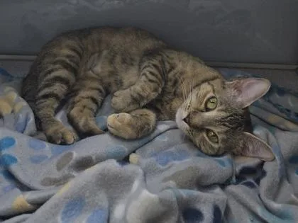 An adult large-sized female Tabby (Brown / Chocolate) Domestic Short Hair cat named Winnie for adoption in Canon City, CO