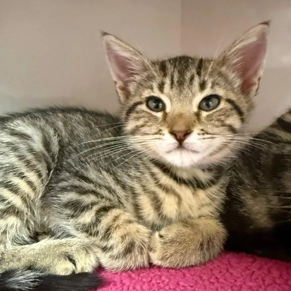 A baby small-sized female Brown / Chocolate Domestic Short Hair cat named Minnow for adoption in Redwood City, CA