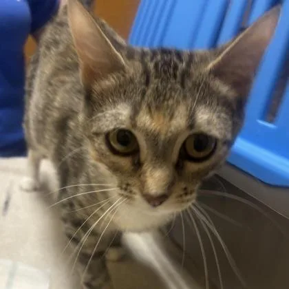 An adult medium-sized female Domestic Short Hair cat named Pepper for adoption in Merriam, KS