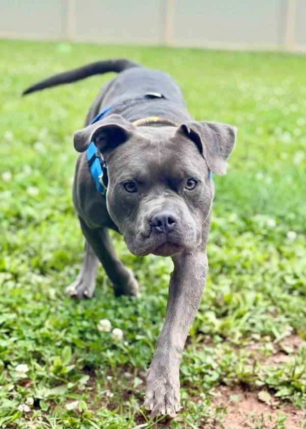 An adult large-sized male Pit Bull Terrier dog named Ernest for adoption in Skillman, NJ
