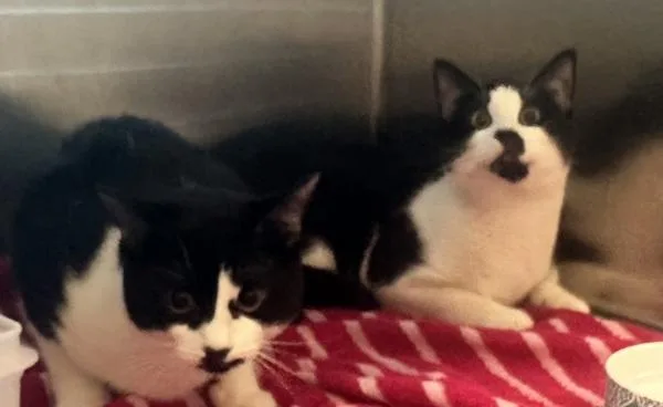 A young medium-sized female Domestic Short Hair cat named Yang for adoption in Stratham, NH