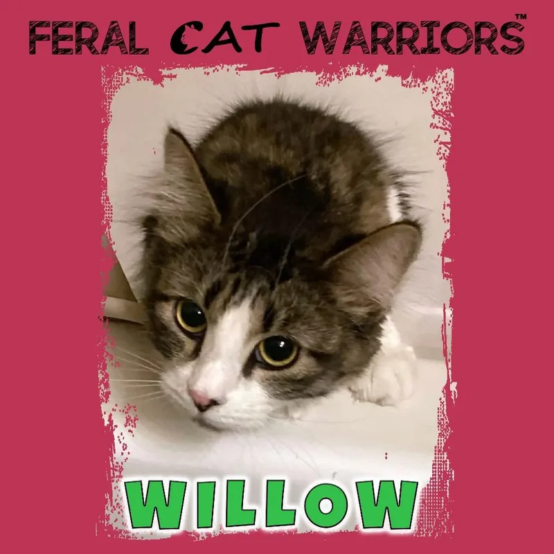 Willow