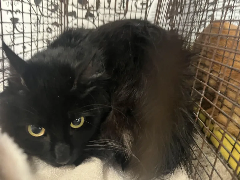 An adult large-sized male Domestic Long Hair cat named Bemore for adoption in San Pedro, CA