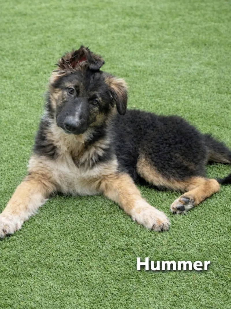 A baby large-sized male German Shepherd Dog dog named Hummer for adoption in Allen, TX