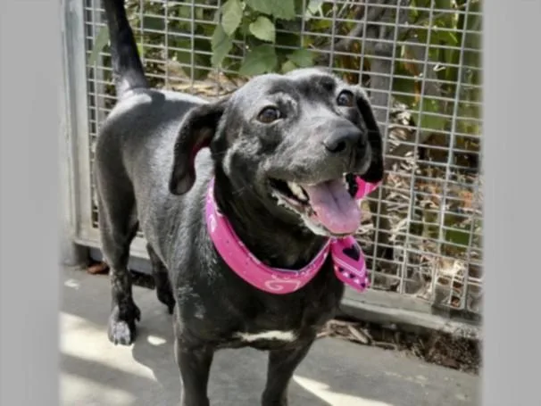 An adult medium-sized female Labrador Retriever dog named Peggy for adoption in San Pedro, CA