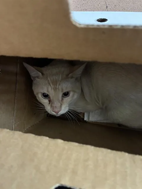 An adult small-sized male Domestic Short Hair cat named Nester for adoption in San Jose, CA