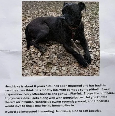 An adult large-sized male Black Labrador Retriever dog named Courtesy Listing Hendrix for adoption in Grass Valley, CA