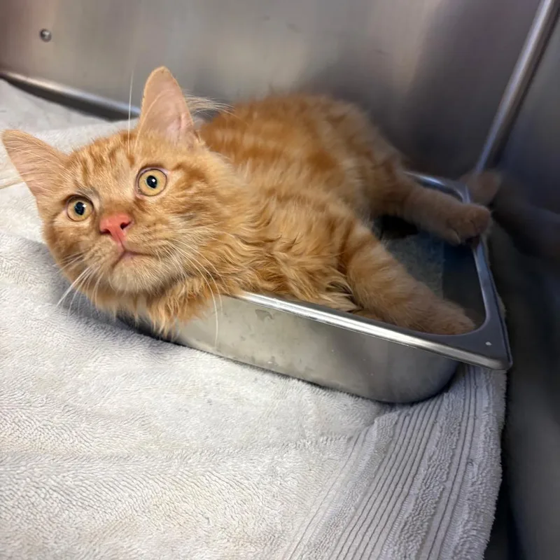 A baby medium-sized male Domestic Short Hair cat named Suelly for adoption in Port Jervis, NY