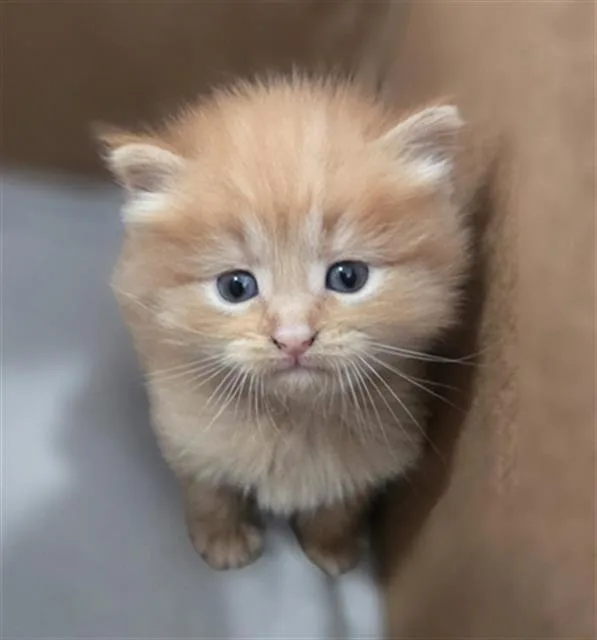 A baby medium-sized female Domestic Medium Hair cat named Ember for adoption in Dallas, TX