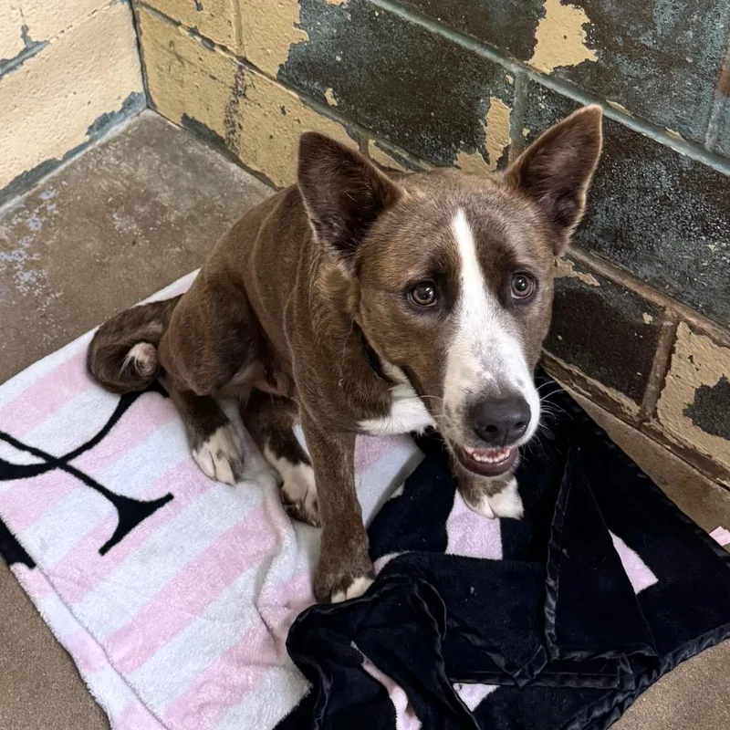 An adult medium-sized female Brown / Chocolate Mixed Breed dog named Mabel HA for adoption in Union, MO