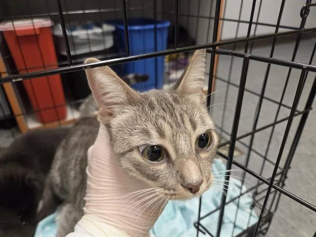 A young medium-sized female Domestic Short Hair cat named Swift for adoption in Kent, WA
