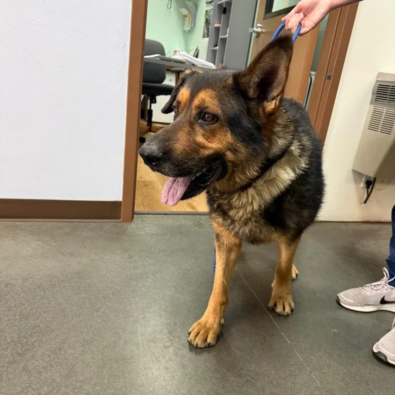 An adult large-sized male Black German Shepherd Dog dog named BCRoger for adoption in Idaho Falls, ID