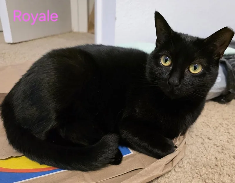 An adult small-sized female Black Domestic Short Hair cat named Royale for adoption in Virginia Beach, VA