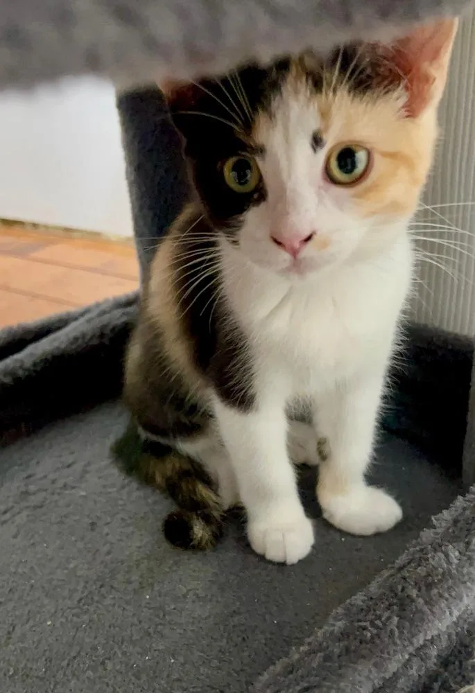 A baby small-sized female Domestic Short Hair cat named Widget for adoption in Aurora, CO