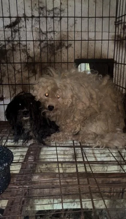 An adult small-sized male Poodle (Toy) dog named Miller for adoption in Yellville, AR
