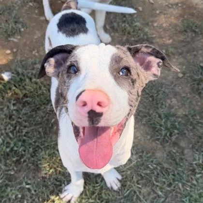A baby large-sized male Australian Shepherd dog named Petey for adoption in Morton Grove, IL