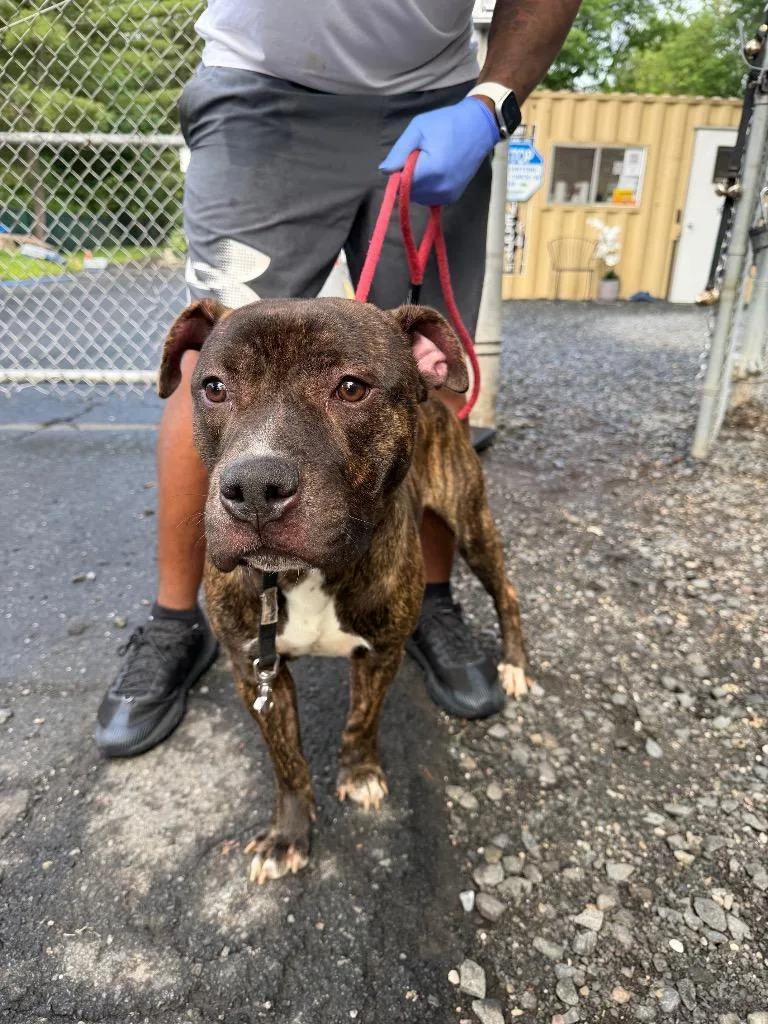 A young medium-sized male Terrier dog named Charlie for adoption in Pomona, NY