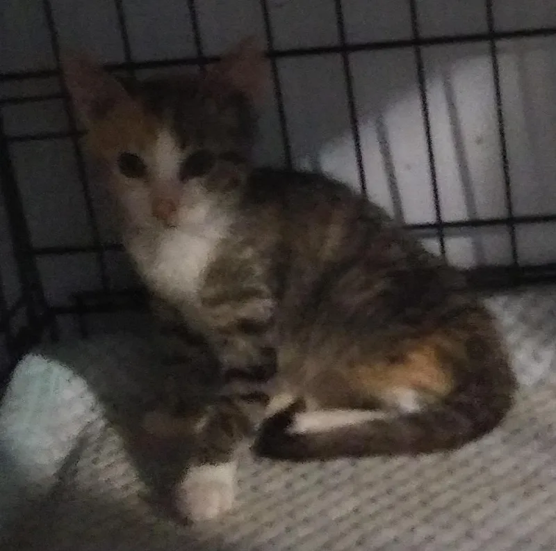 A baby medium-sized female Calico cat named Sasha Lee for adoption in Port Wentworth, GA