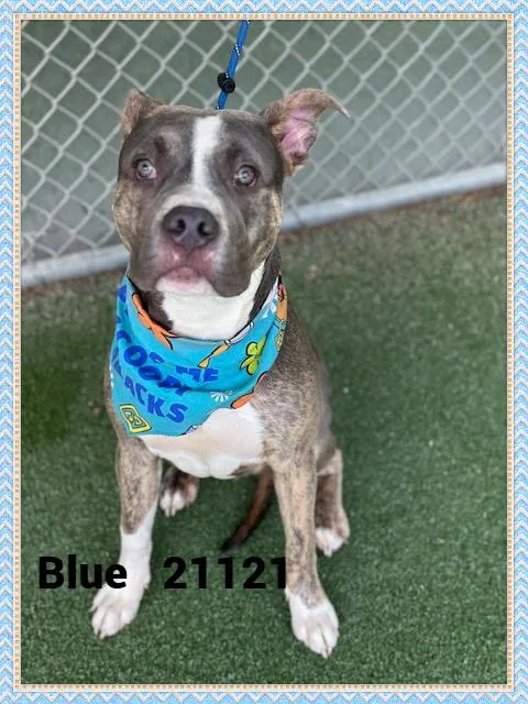 Blue thumbnail 3