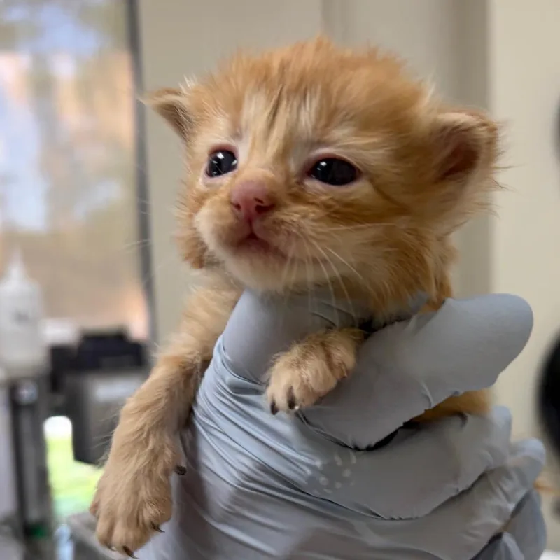 A baby small-sized female Orange / Red Domestic Medium Hair cat named Dorito for adoption in Nashville, TN
