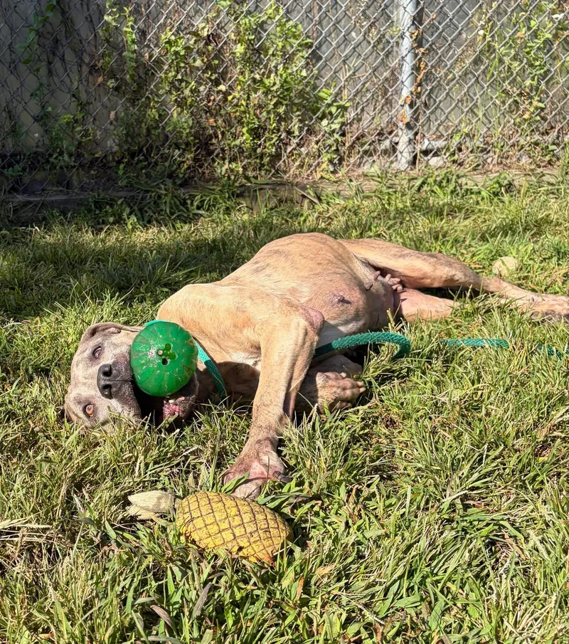 An adult medium-sized female American Staffordshire Terrier dog named Shelby for adoption in Chicago, IL