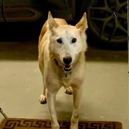 A senior medium-sized female Husky dog named Adiga for adoption in Chugiak, AK