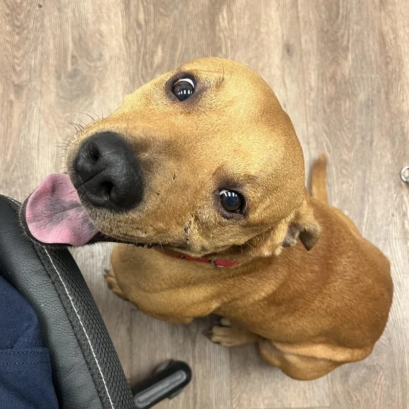A young medium-sized male Red / Chestnut / Orange Terrier dog named Cilo for adoption in Morganfield, KY