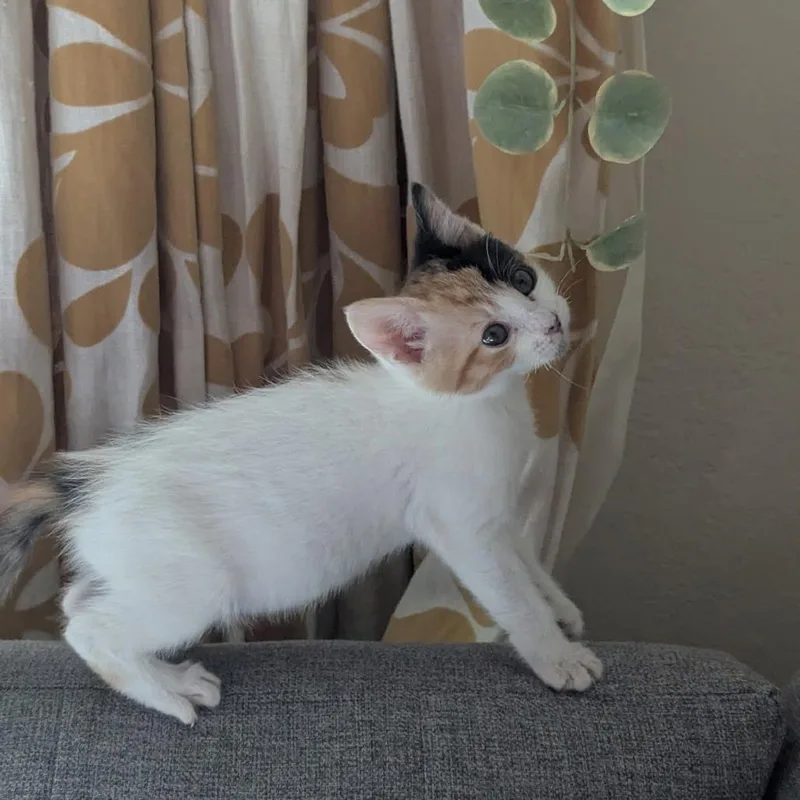 A baby small-sized female Calico Domestic Short Hair cat named Princess for adoption in Pleasanton, CA