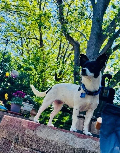 A young medium-sized female Terrier dog named Sweety for adoption in Denver, CO