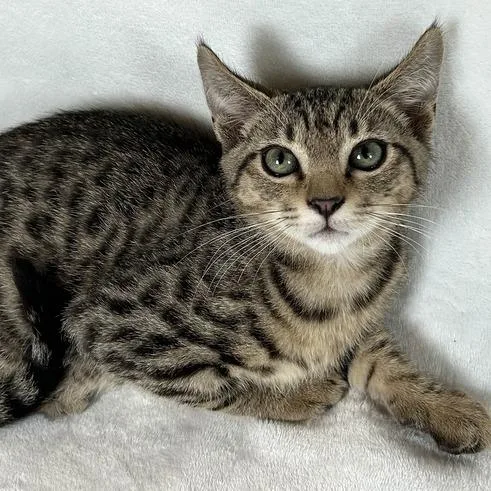 A baby small-sized male Brown / Chocolate Domestic Short Hair cat named Atlas for adoption in Johnson City, TN