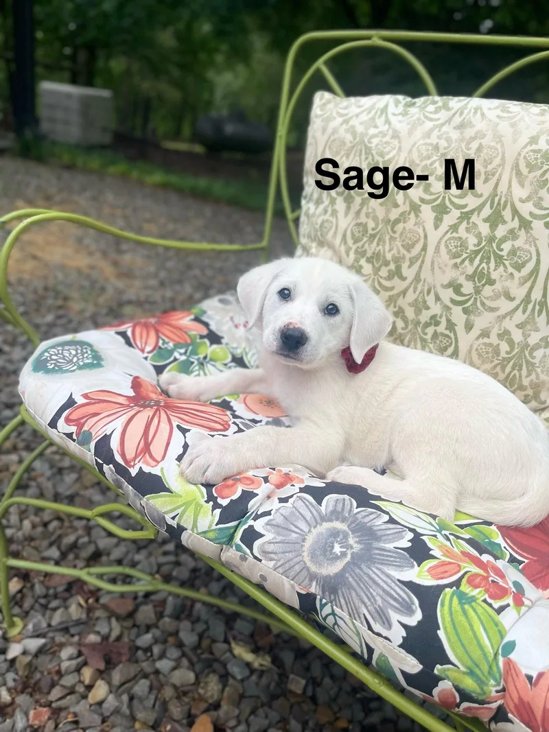 A Sage Lonestar thumbnail 2