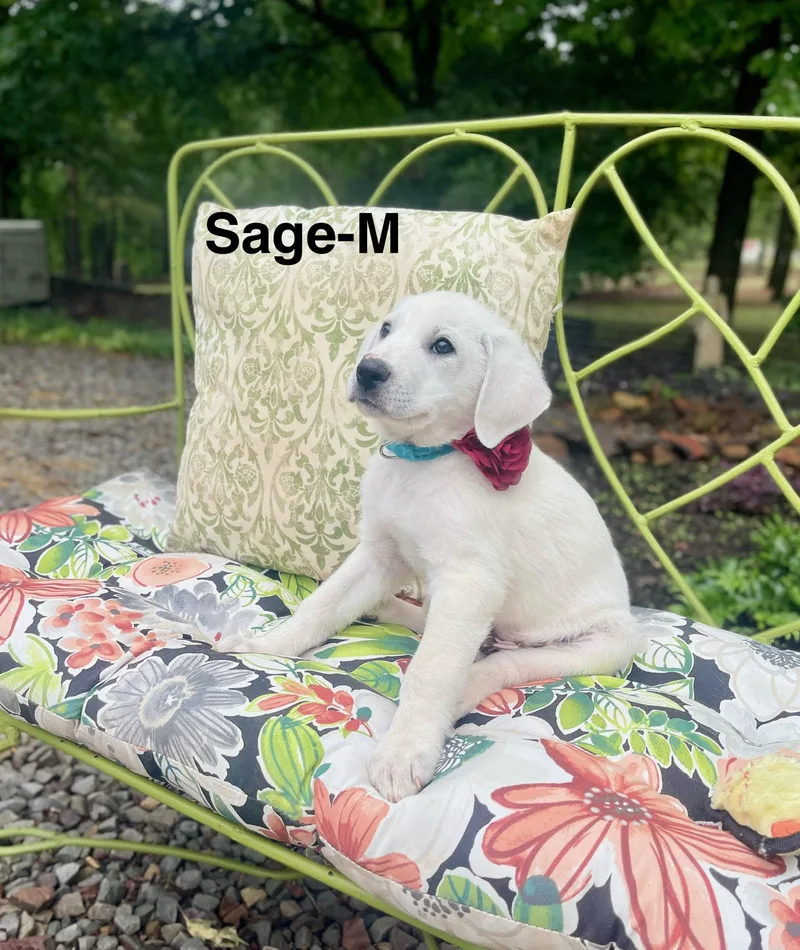 A Sage Lonestar thumbnail 3